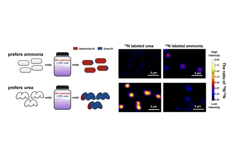 Microbial cells imaged via NanoSIMS, showing nitrogen uptake: red for ammonia preference, blue for urea, against a scale for isotope intensity.