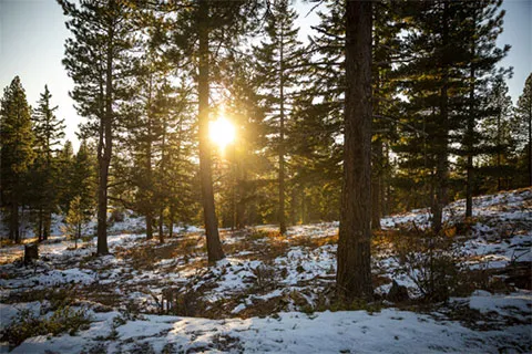 Sun shining through trees with snow on the ground