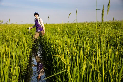 A researcher standing in a rice paddy