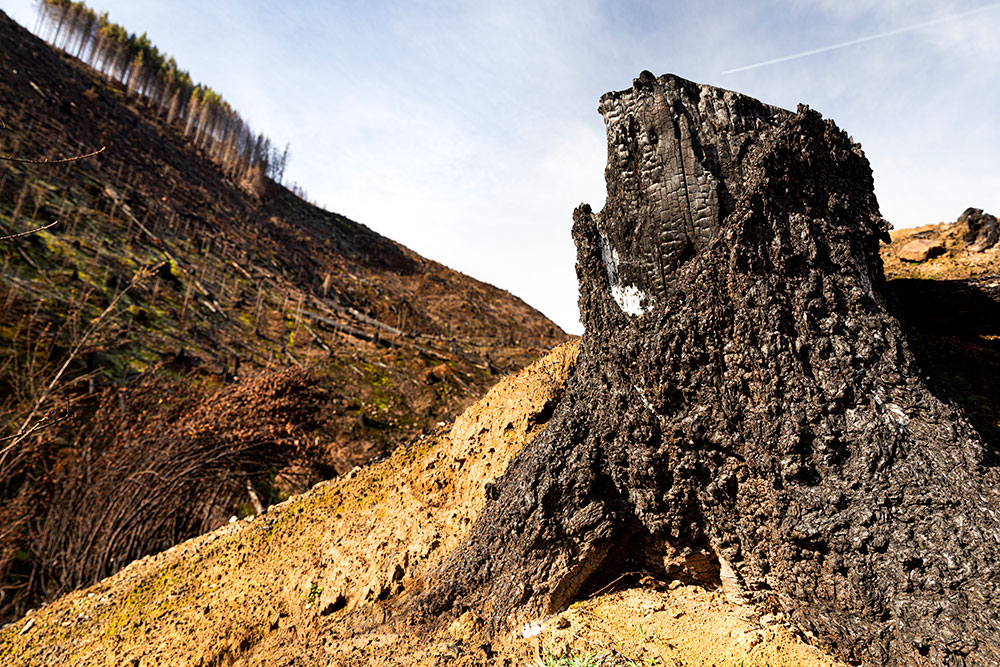 A blackened tree stump