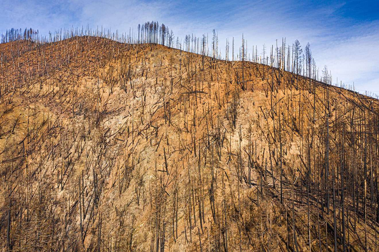 A section of forest devastated by wildfire