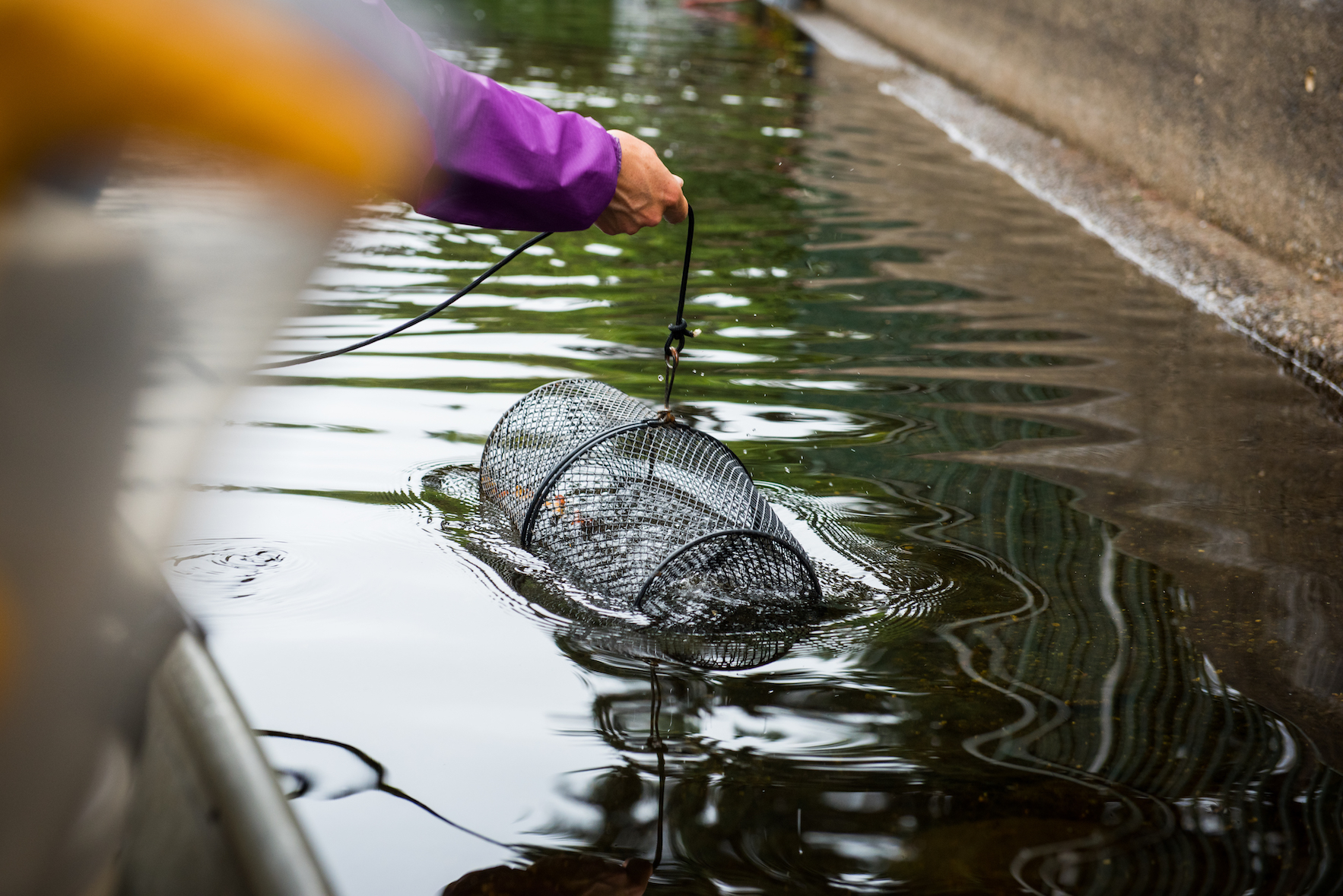 A researcher dropping a wire basket in the water