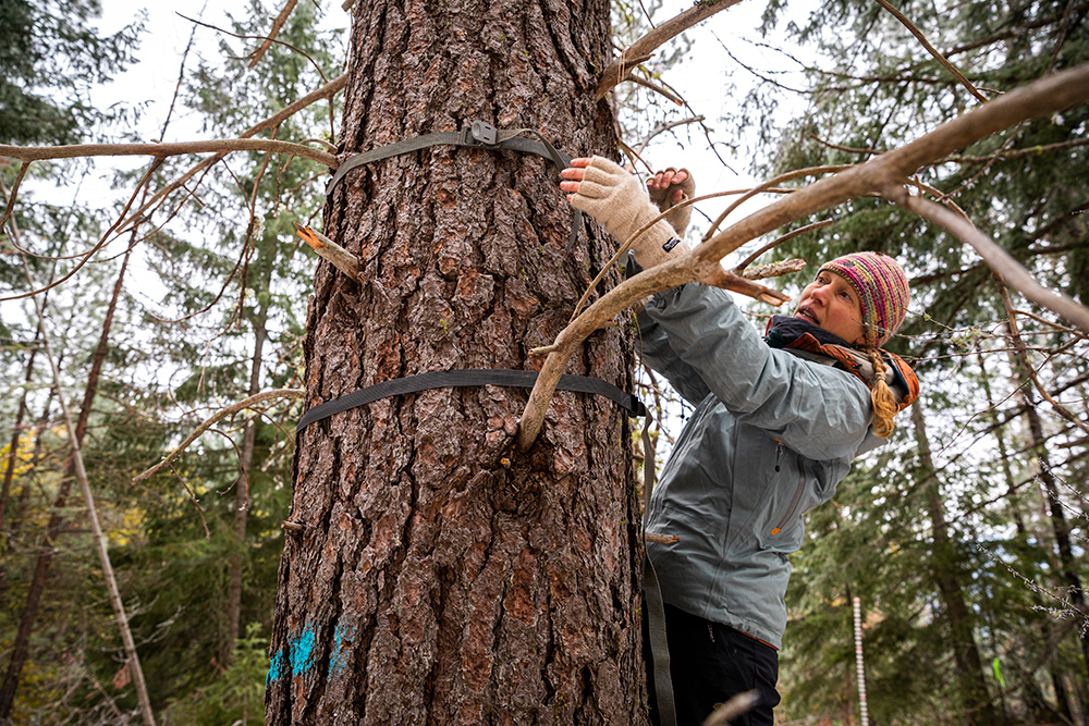 Aquatic and Fishery Sciences alumna Emily Howe secures the timelapse camera to the tree. 