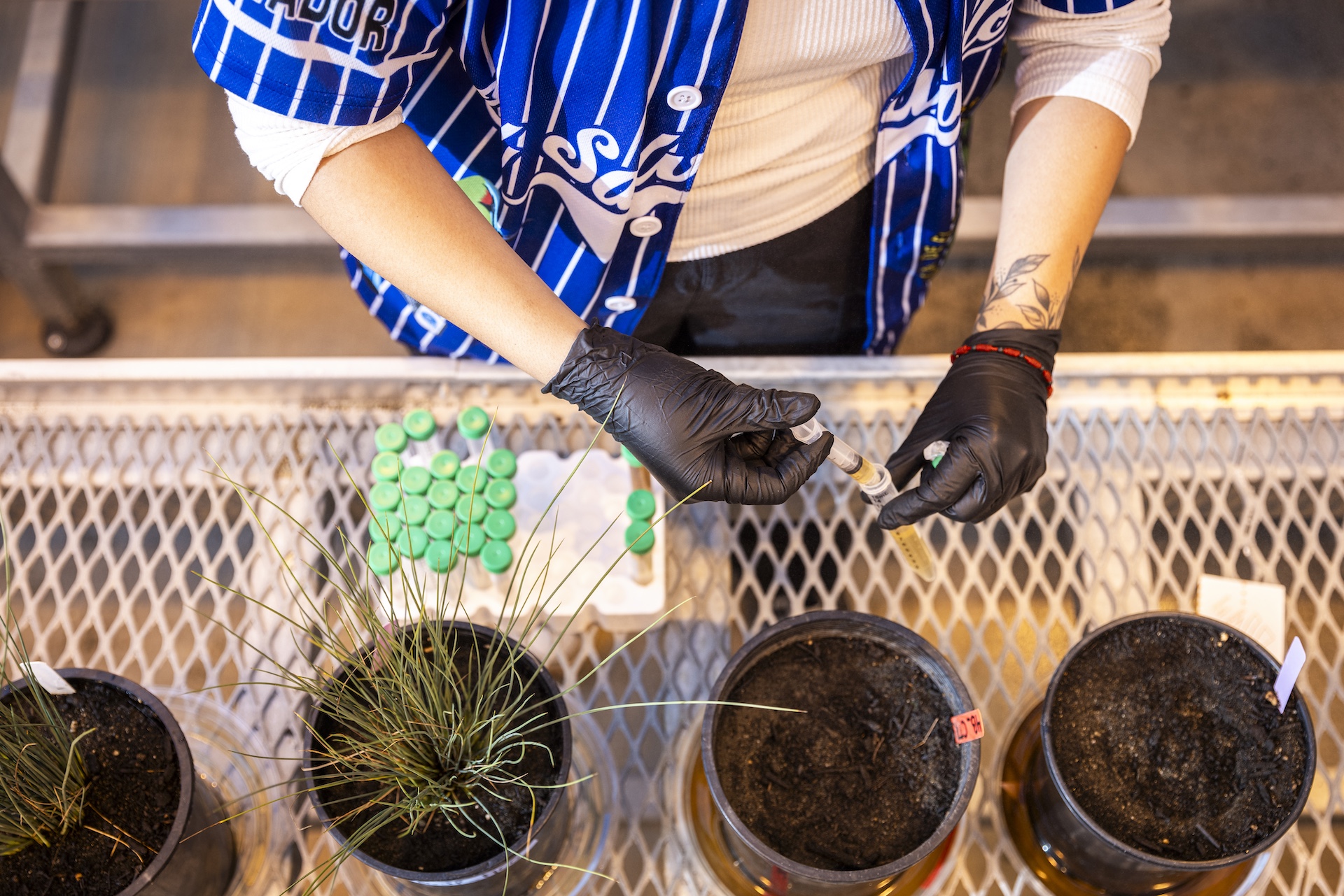 Close up of hands with gloves using a dropper to take samples of water from a plant 