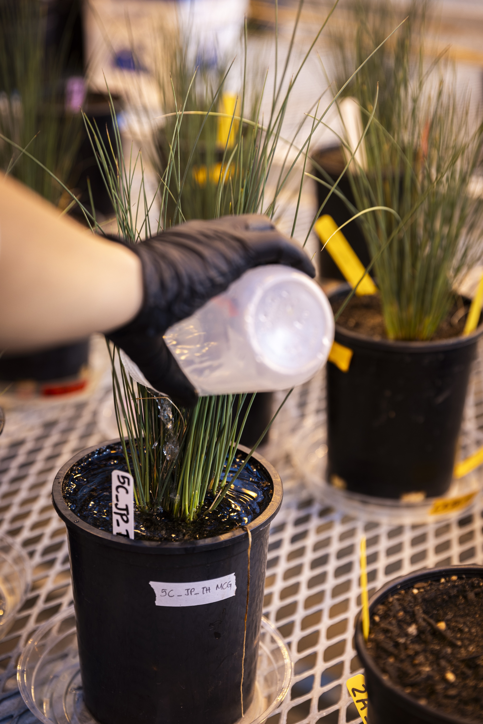 Close up of hands with gloves pouring a solution onto a plant