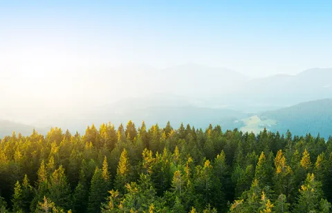 A forest against a background of blue sky