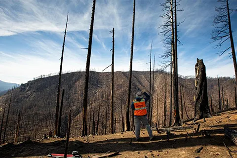 A person in a safety vest stands with their back to the camera looking out at wildfire-charred trees and a burned hillside.