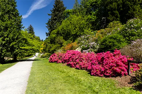 Garden pathway with flowering bushes and trees on a sunny day.