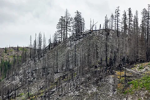 Burnt forest landscape with charred trees