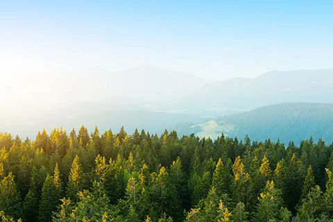 A forest against a background of blue sky